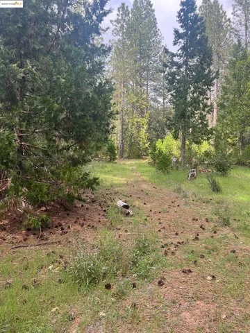 a view of a forest with trees in the background