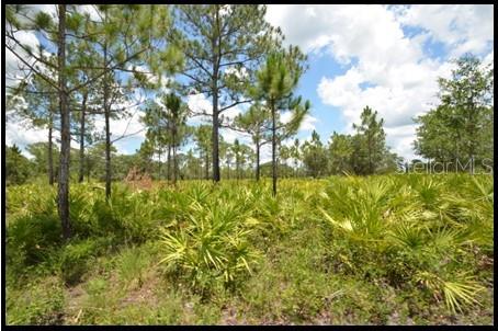 7019 Crooked Creek Lane Zolfo Springs, FL 33890 - Photo 35 of 51 a view of yard with large trees