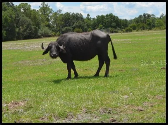 a view of a garden from a lake