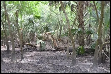 a view of backyard with green space