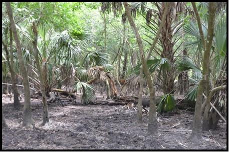 7019 Crooked Creek Lane Zolfo Springs, FL 33890 - Photo 4 of 51 a view of backyard with green space
