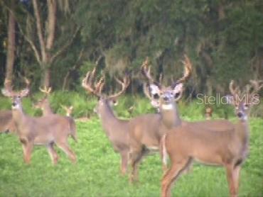 7019 Crooked Creek Lane Zolfo Springs, FL 33890 - Photo 44 of 51 a view of a flower