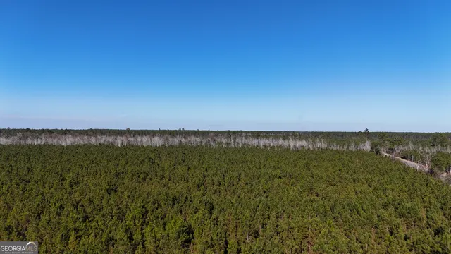 a view of a yard with plants and trees