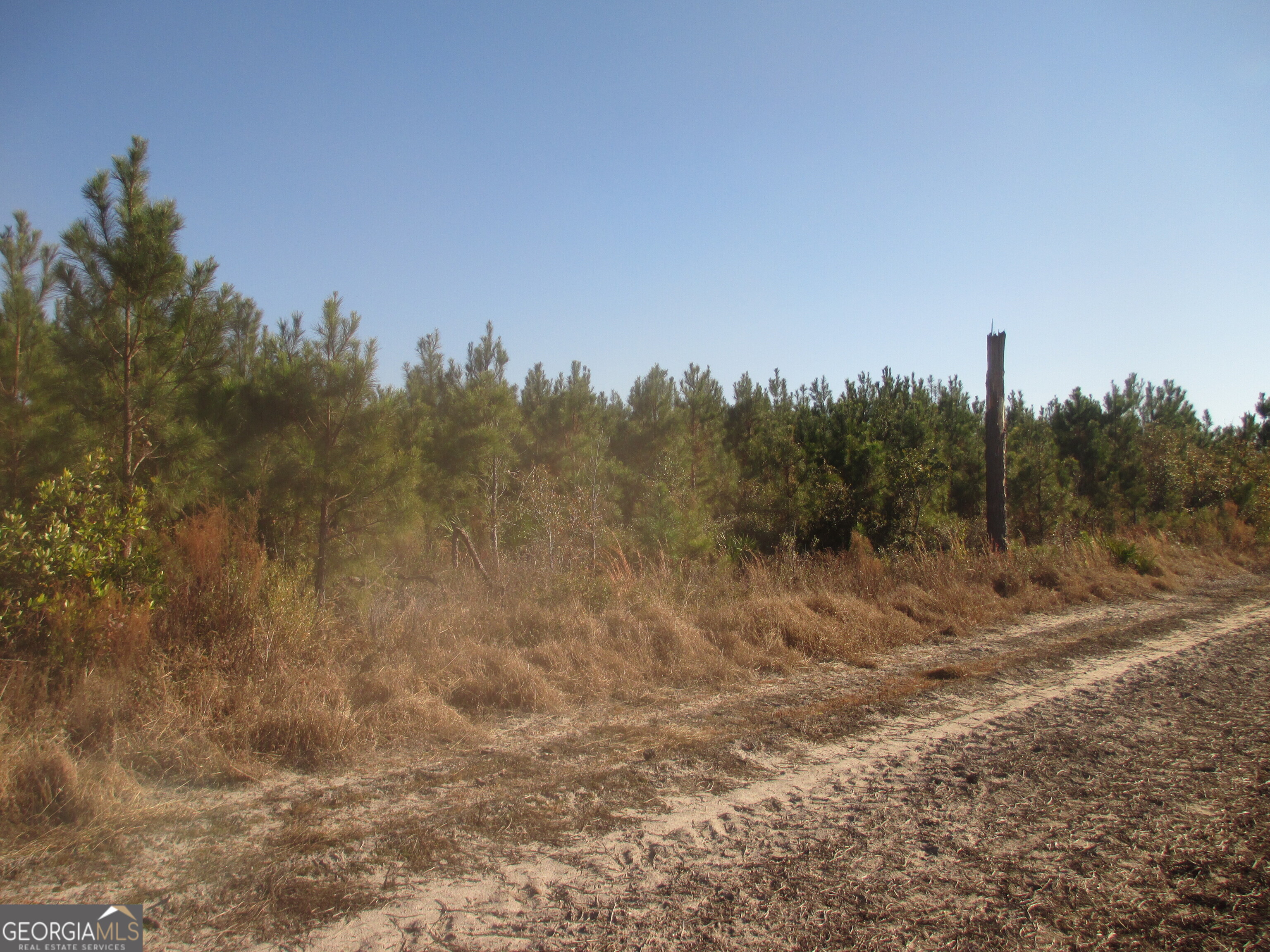 88-003a Pine Level Church Road Alma, GA 31539 - Photo 8 of 19 Planted Pines