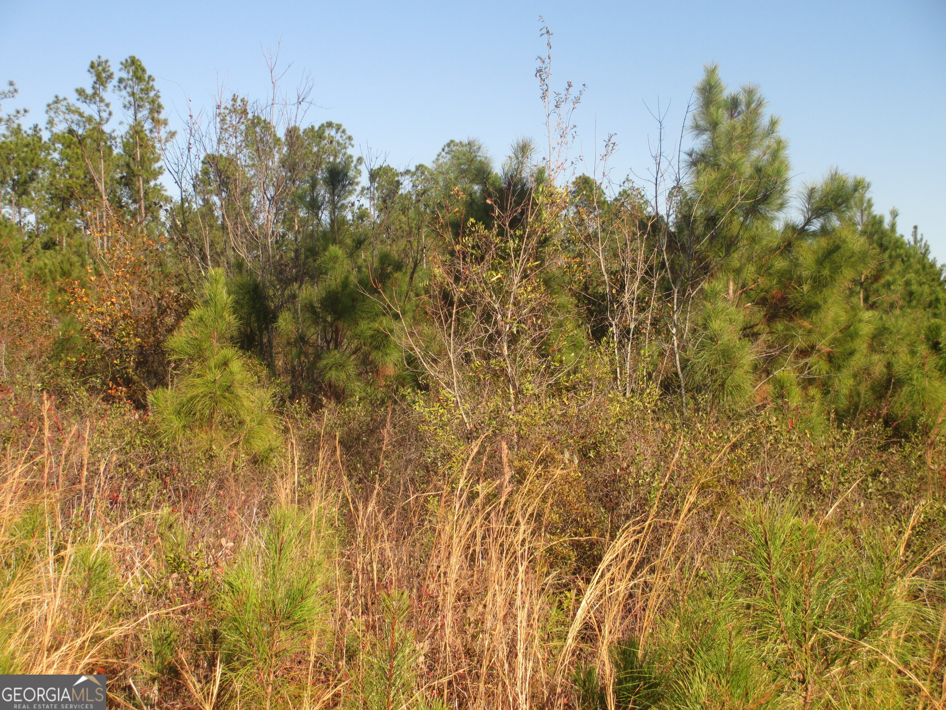 88-003a Pine Level Church Road Alma, GA 31539 - Photo 9 of 19