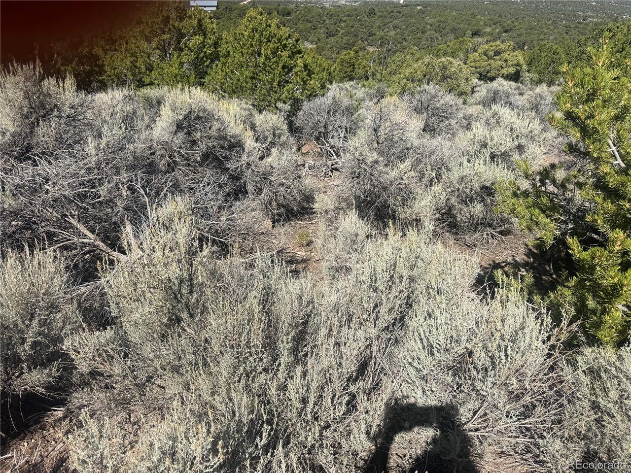 7876 Stone Road Fort Garland, CO 81133 - Photo 4 of 11 a view of a covered with lots of trees
