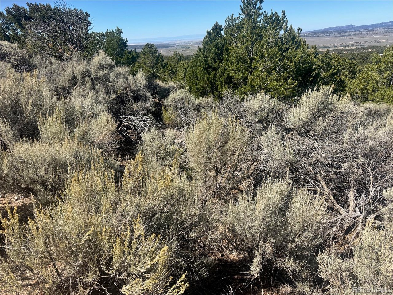 7876 Stone Road Fort Garland, CO 81133 - Photo 9 of 11 a view of a forest with a tree