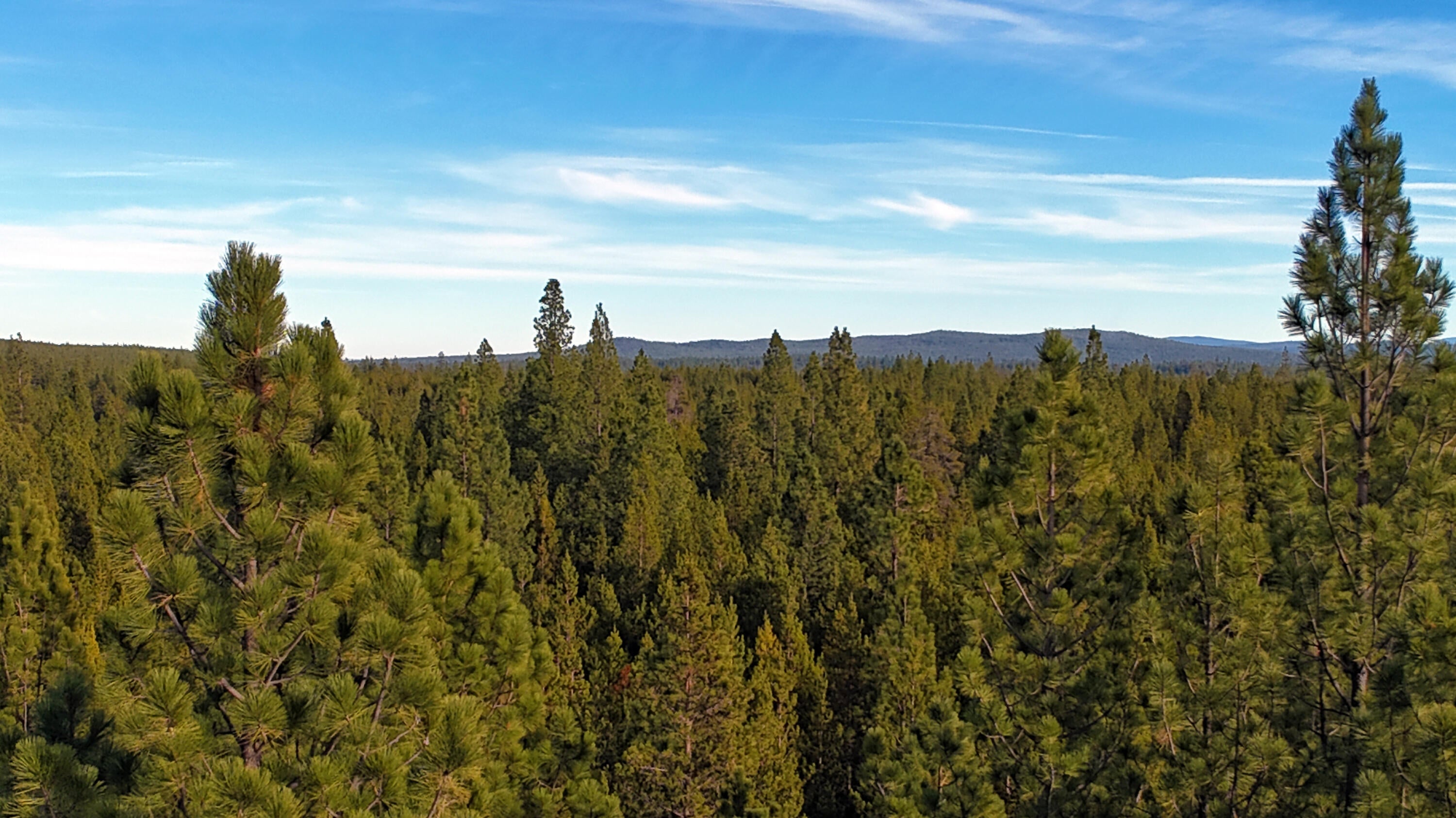 Franks Creek Road Monument, OR 97864 - Photo 7 of 29 Carbon Ranches Tree Tops