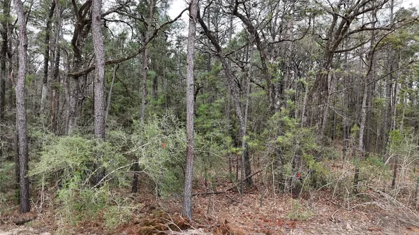 a view of a forest with trees in the background