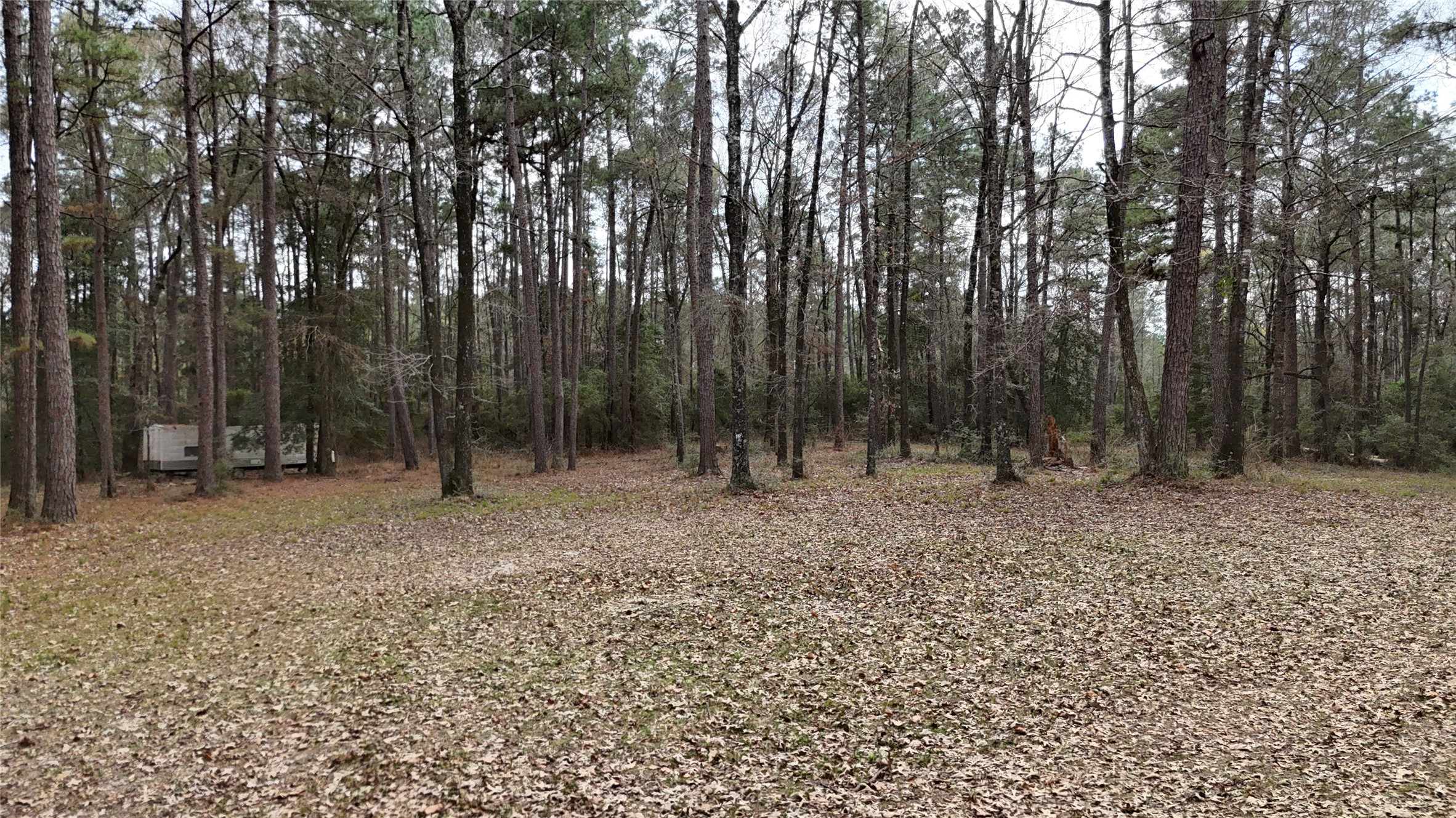 Tbd Eureka Corrigan, TX 75939 - Photo 12 of 23 a backyard of a house with lots of trees