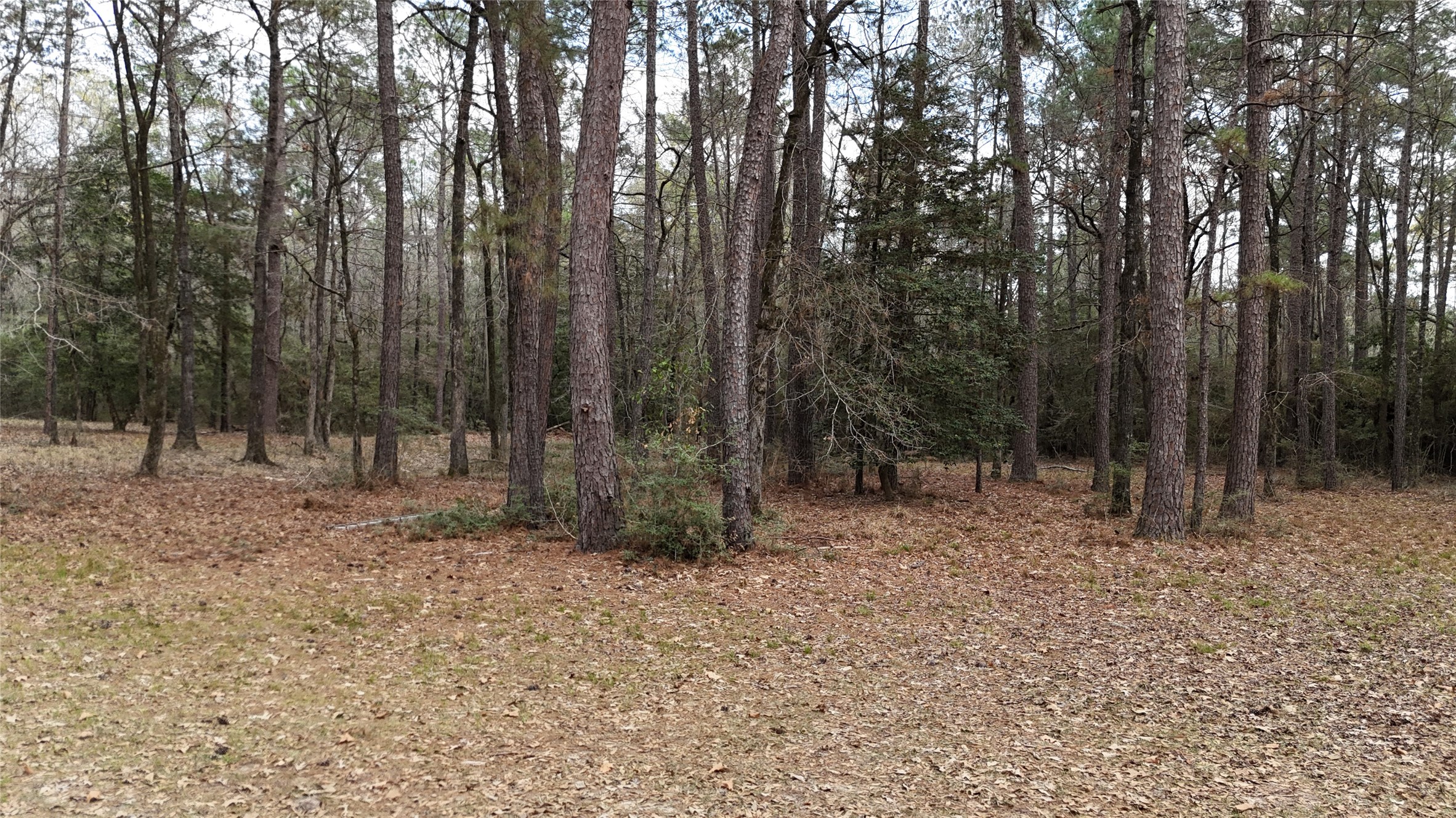 Tbd Eureka Corrigan, TX 75939 - Photo 13 of 23 a view of outdoor space with lots of trees