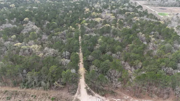 a view of a forest with a tree
