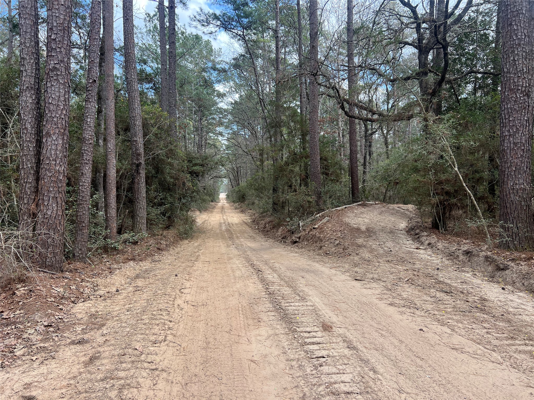 Tbd Eureka Corrigan, TX 75939 - Photo 22 of 23 a view of a forest with trees