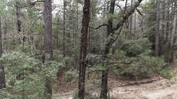 a view of a forest that has large trees