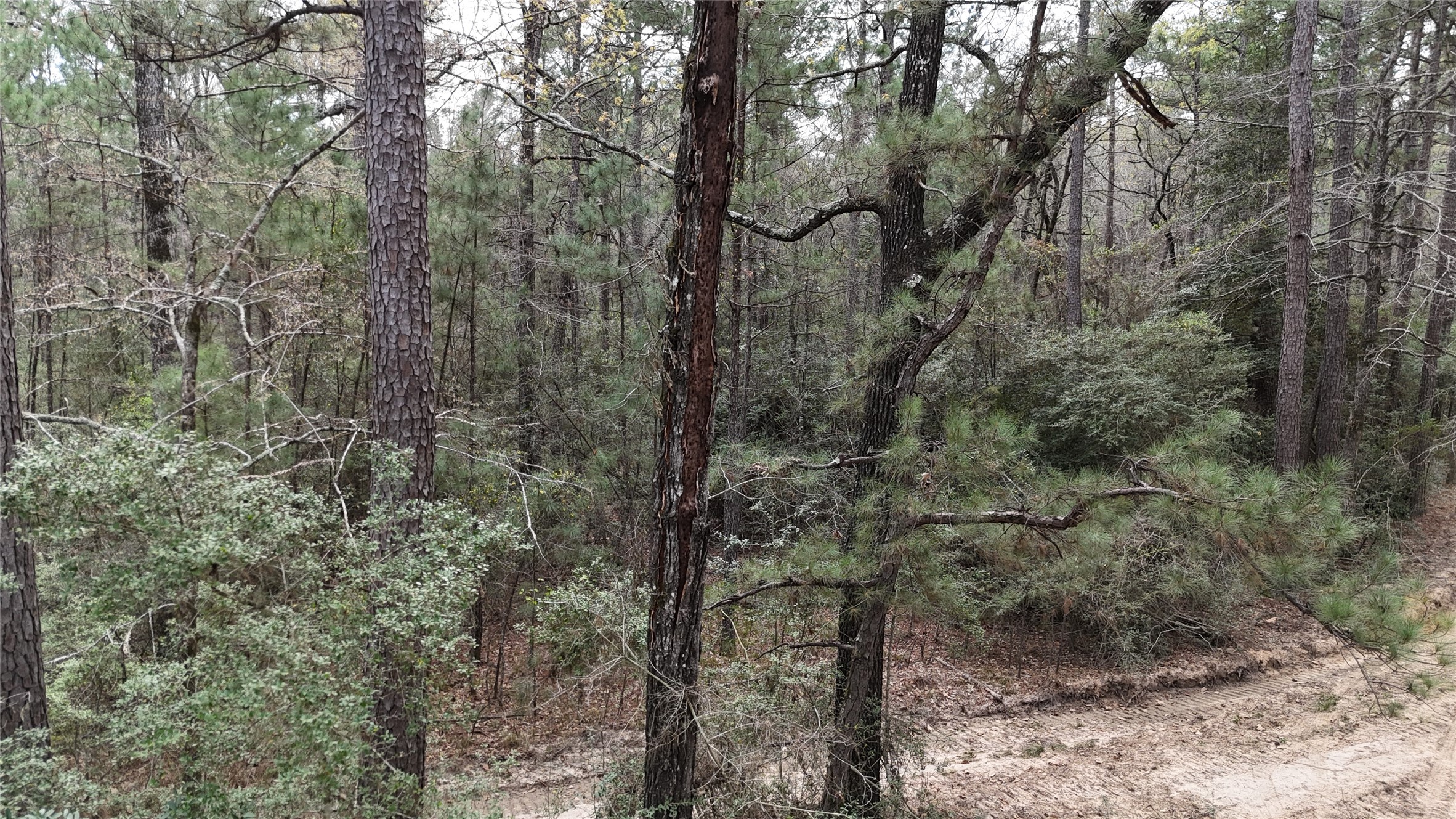 Tbd Eureka Corrigan, TX 75939 - Photo 5 of 23 a view of a forest that has large trees