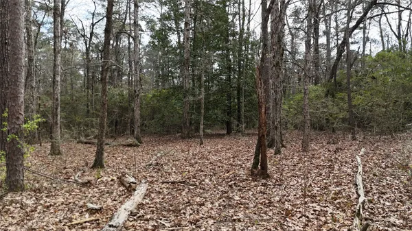 a view of a forest with trees