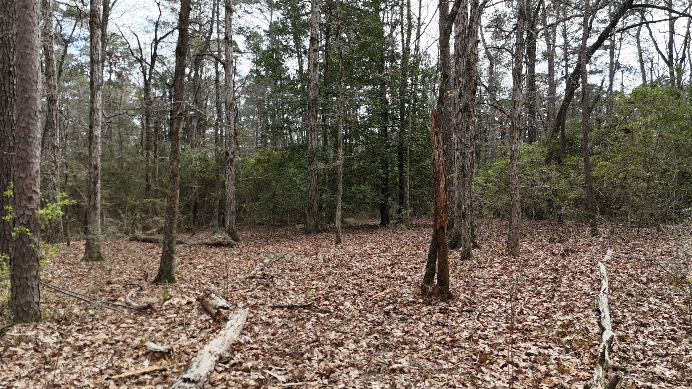 Tbd Eureka Corrigan, TX 75939 - Photo 7 of 23 a view of a forest with trees