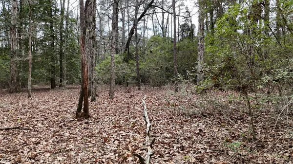 a view of a forest with trees