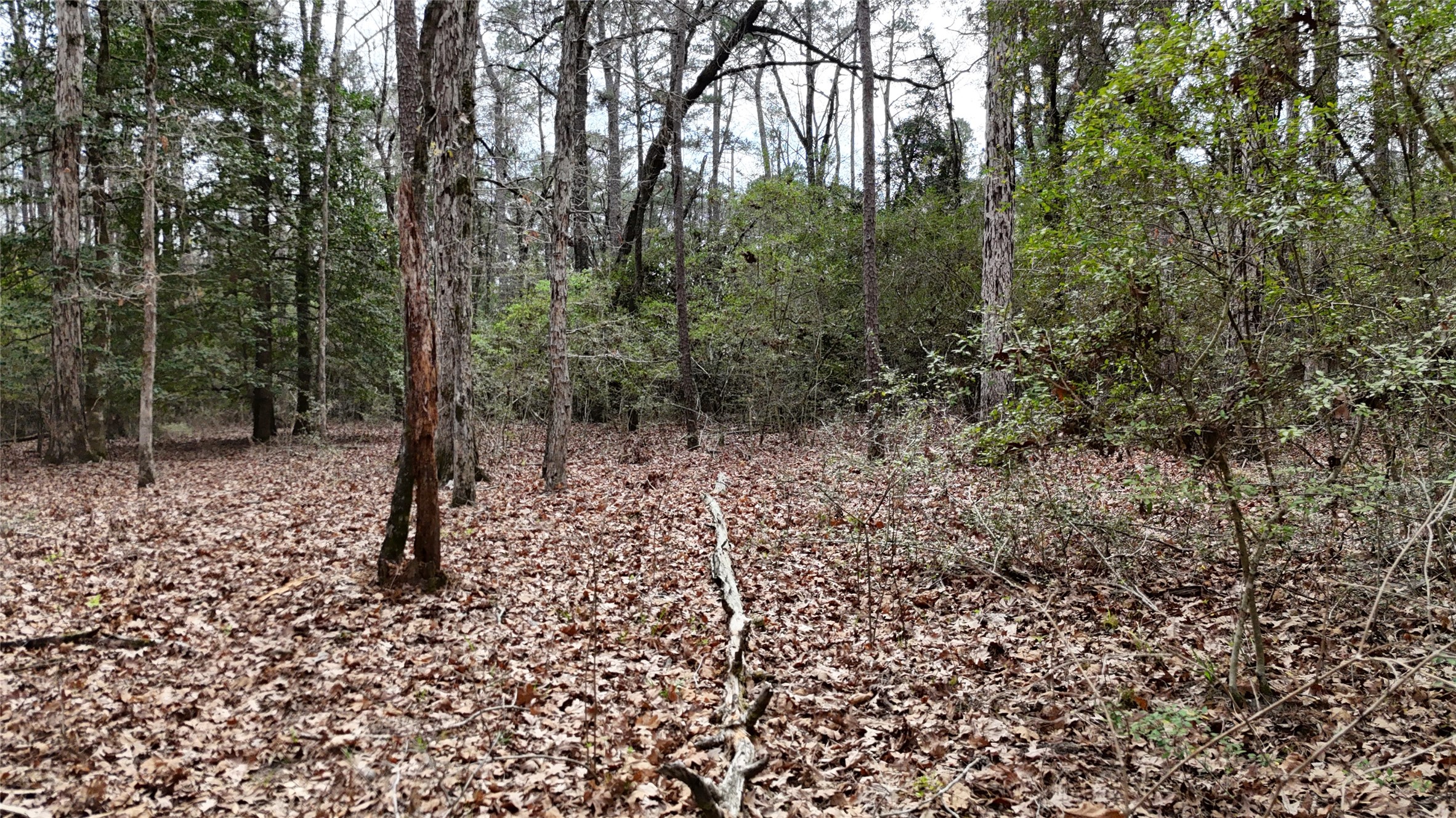 Tbd Eureka Corrigan, TX 75939 - Photo 8 of 23 a view of a forest with trees