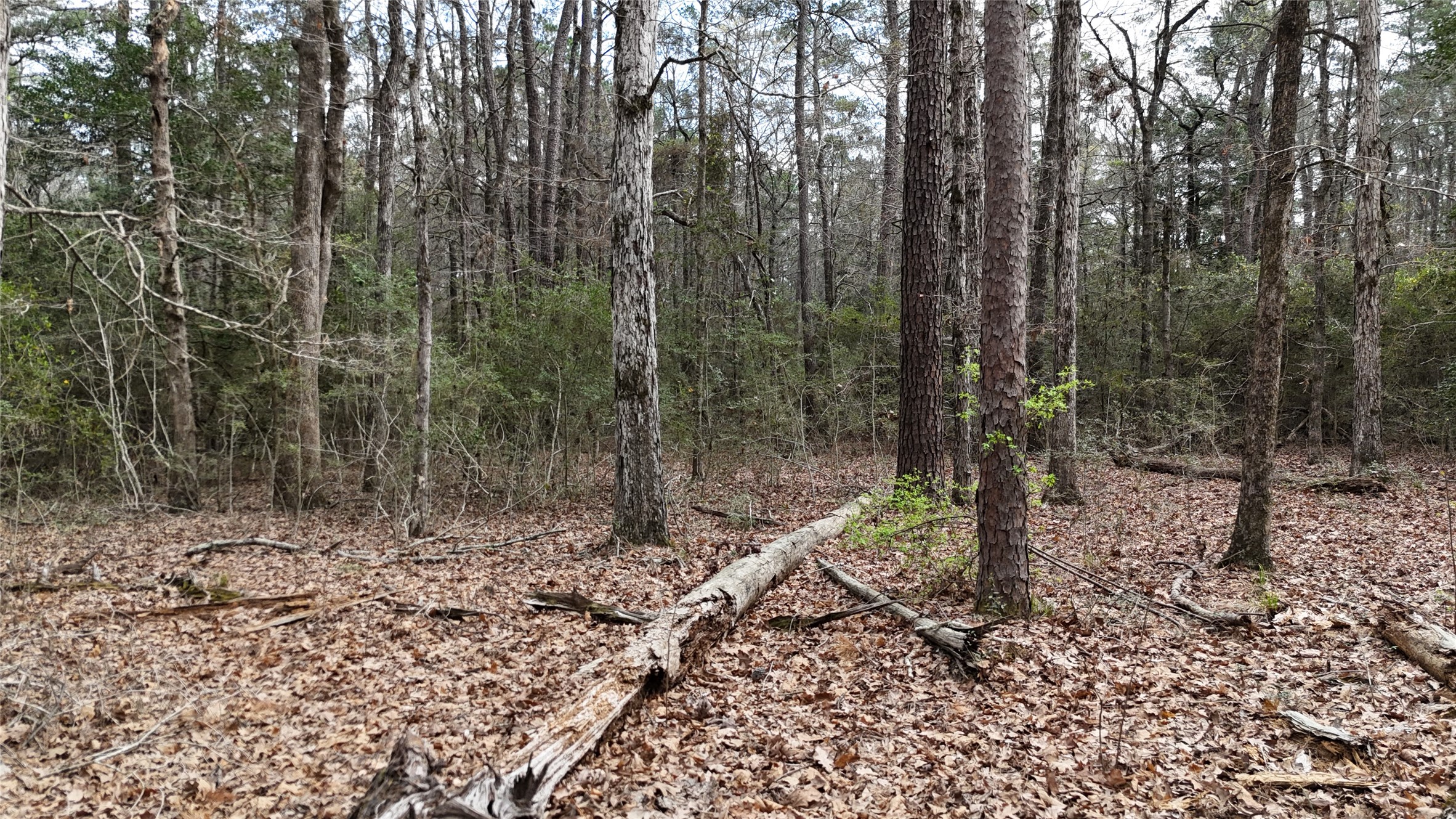 Tbd Eureka Corrigan, TX 75939 - Photo 9 of 23 a view of a forest with trees