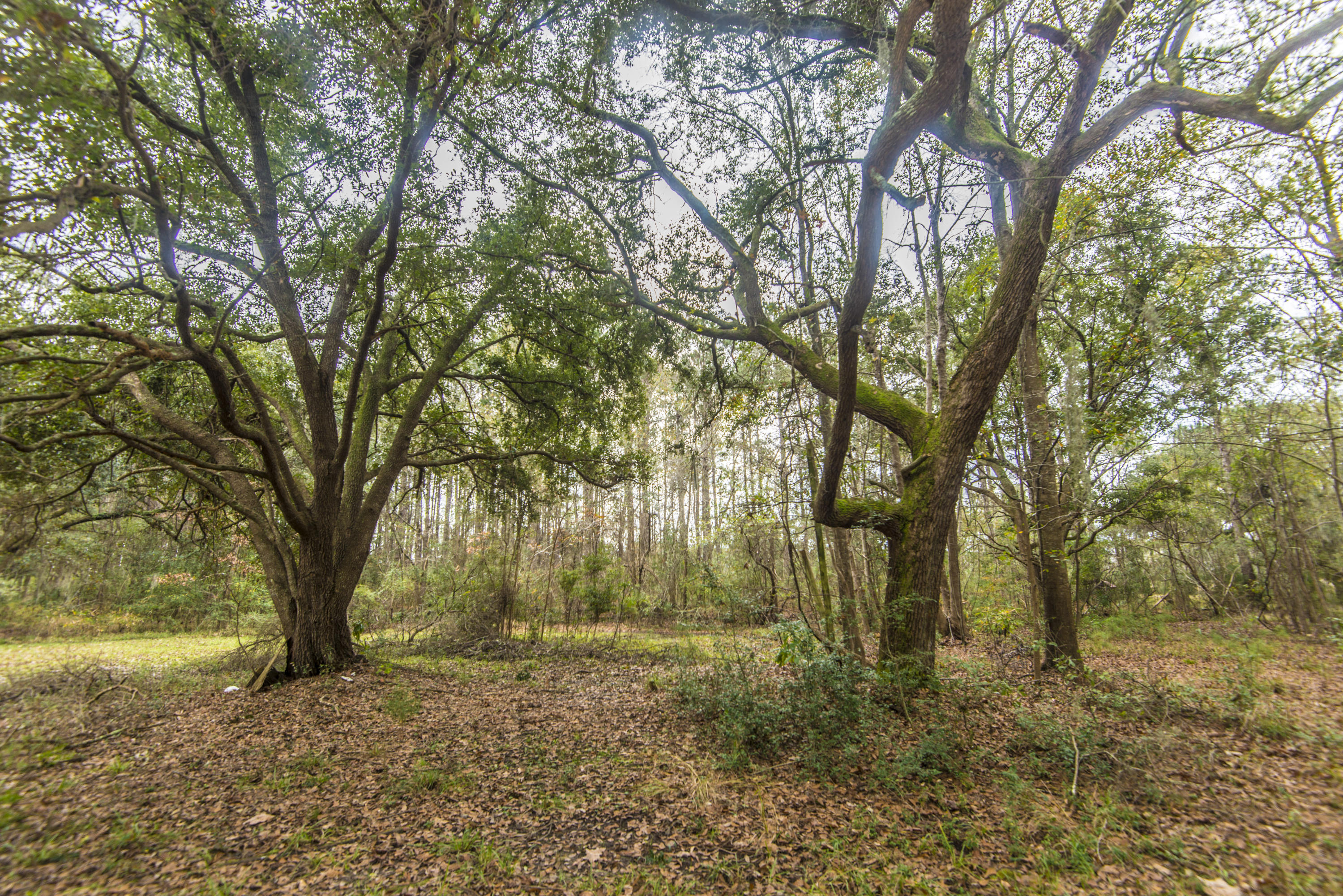 594 River Road Johns Island, SC 29455 - Photo 28 of 35 _DSC7382