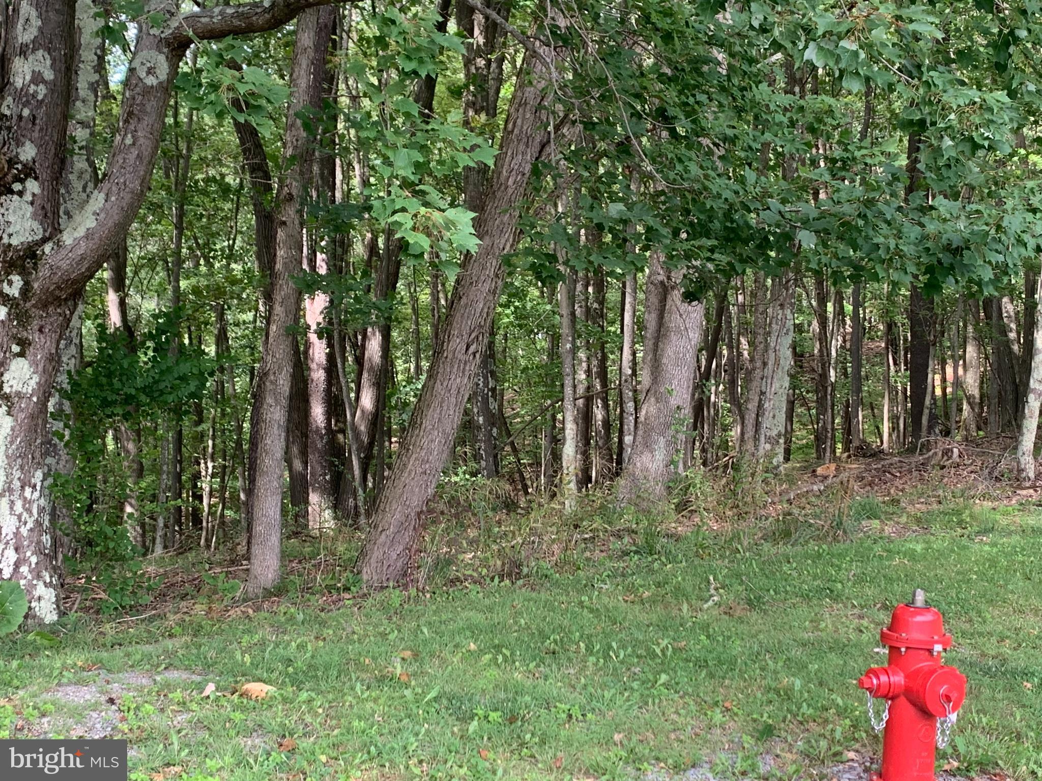 a fire hydrant in the middle of a forest