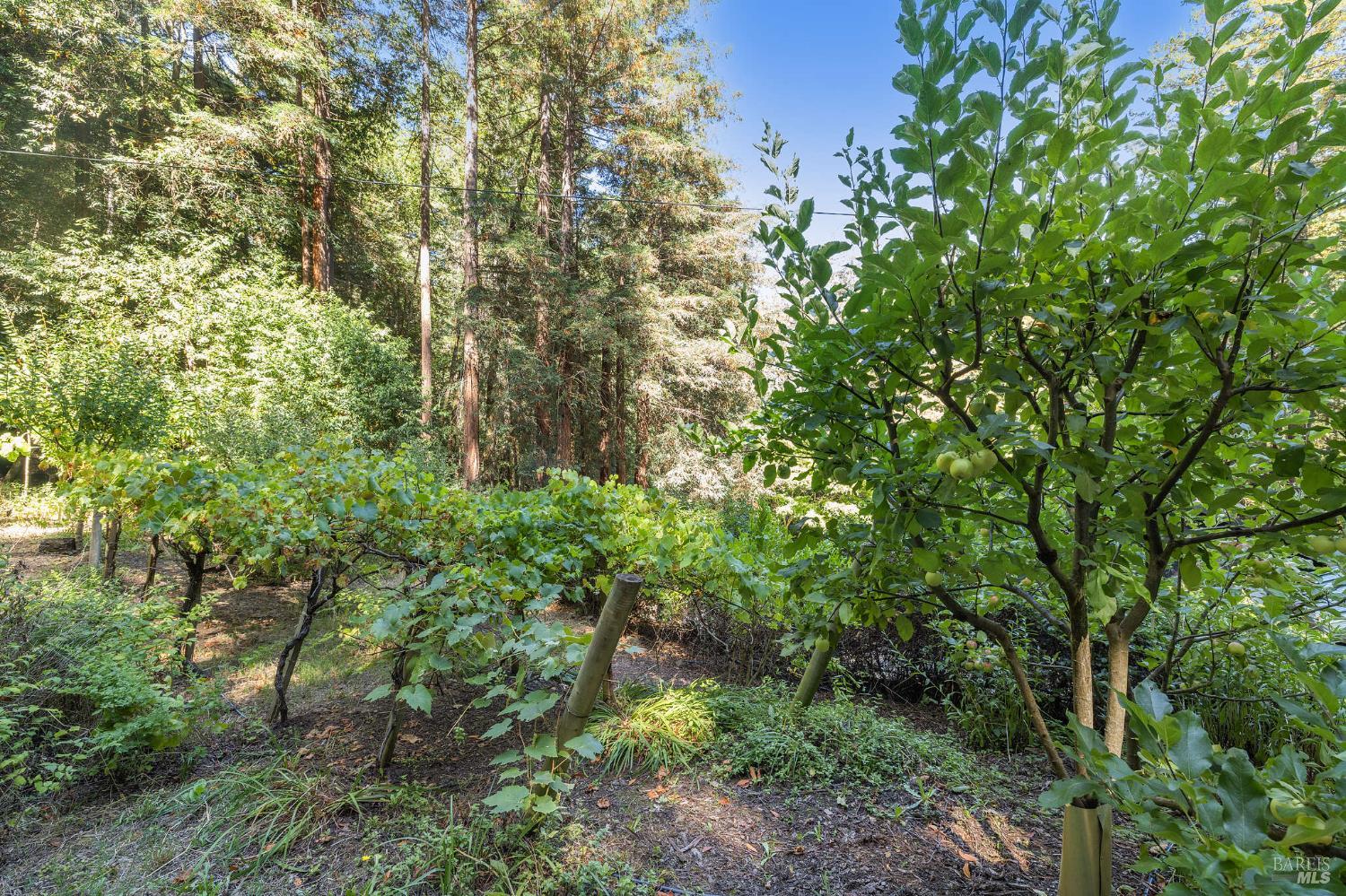 17970 Duncan Road Guerneville, CA 95446 - Photo 26 of 77