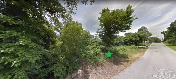a view of a yard with plants and a tree