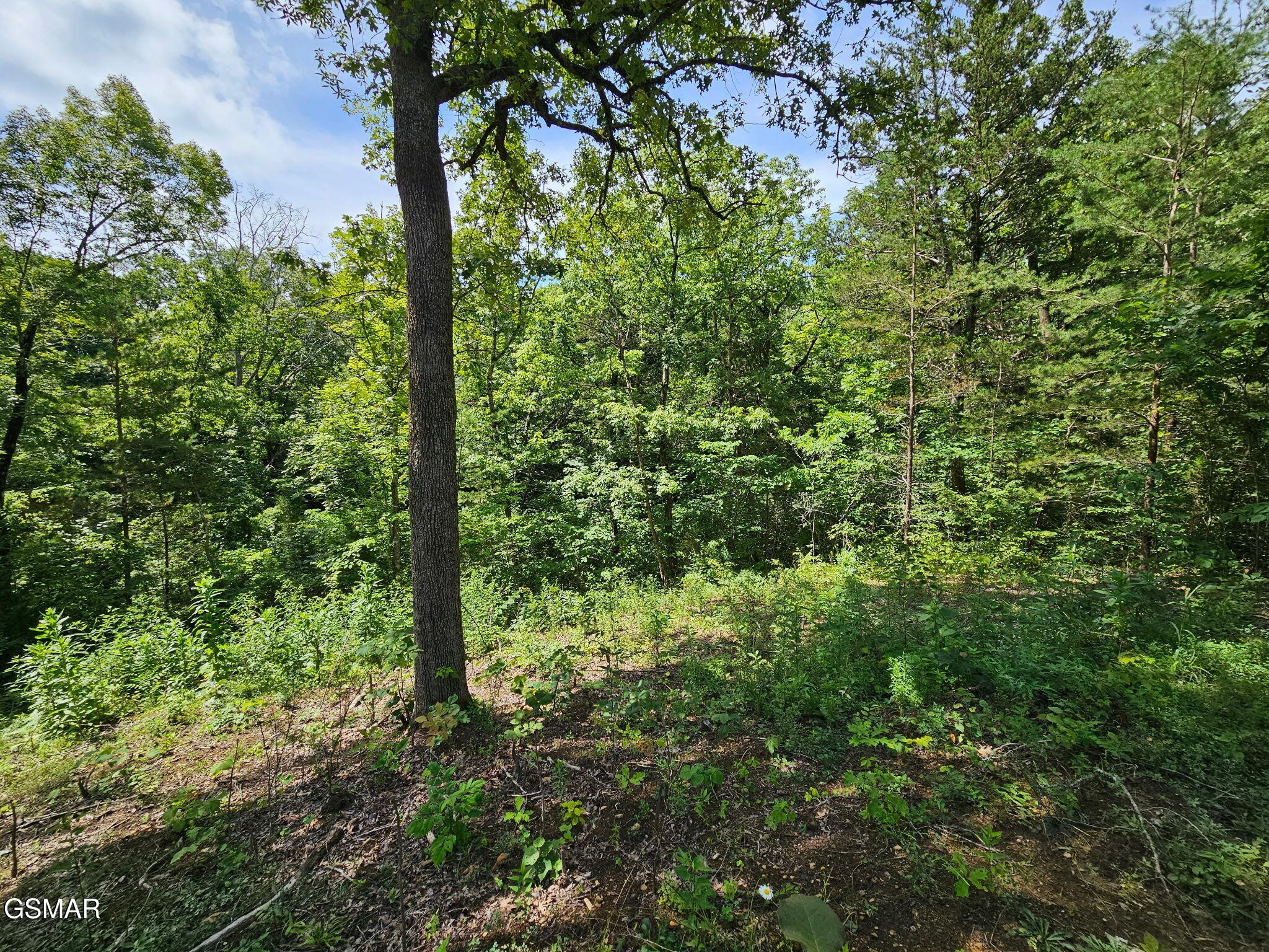 67910 Pleasure Road Sevierville, TN 37876 - Photo 5 of 20 Gallery Image 5