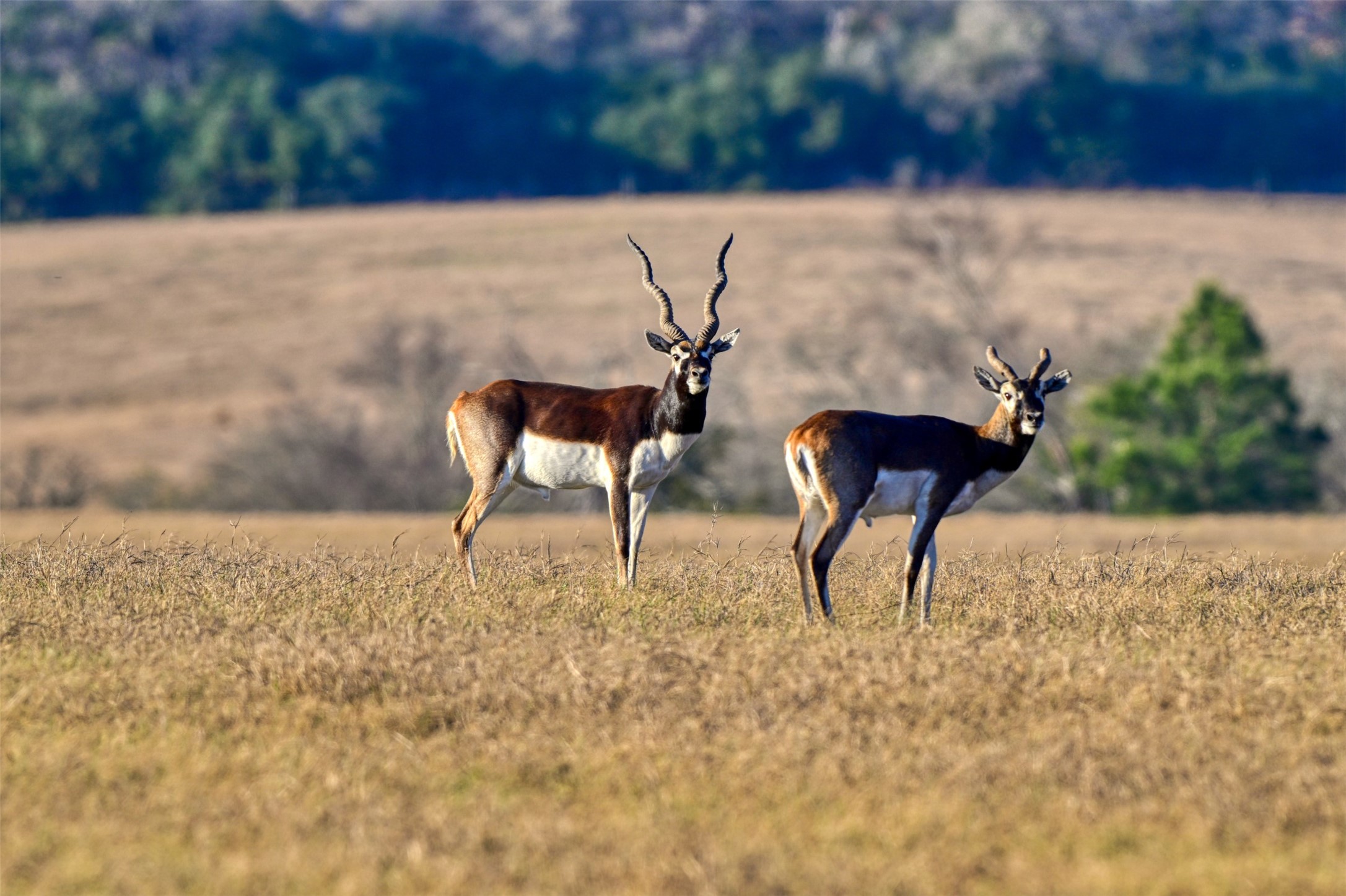 6785 Jones Orchard Road Franklin, TX 77856 - Photo 33 of 38