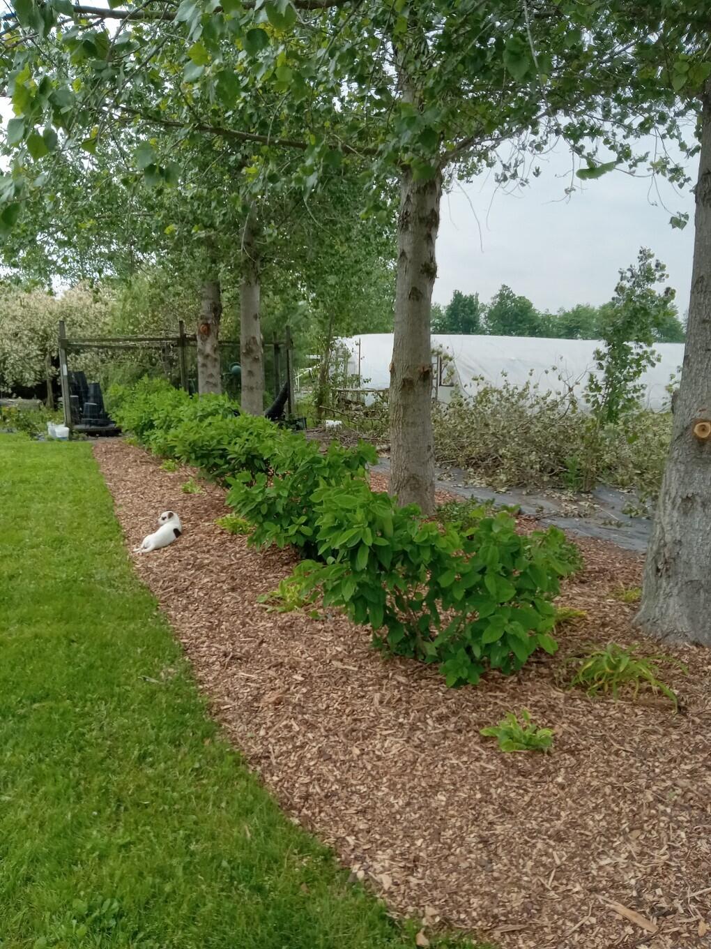 7550 Carncross Road Pittsford, MI 49271 - Photo 56 of 63 20250604_122203