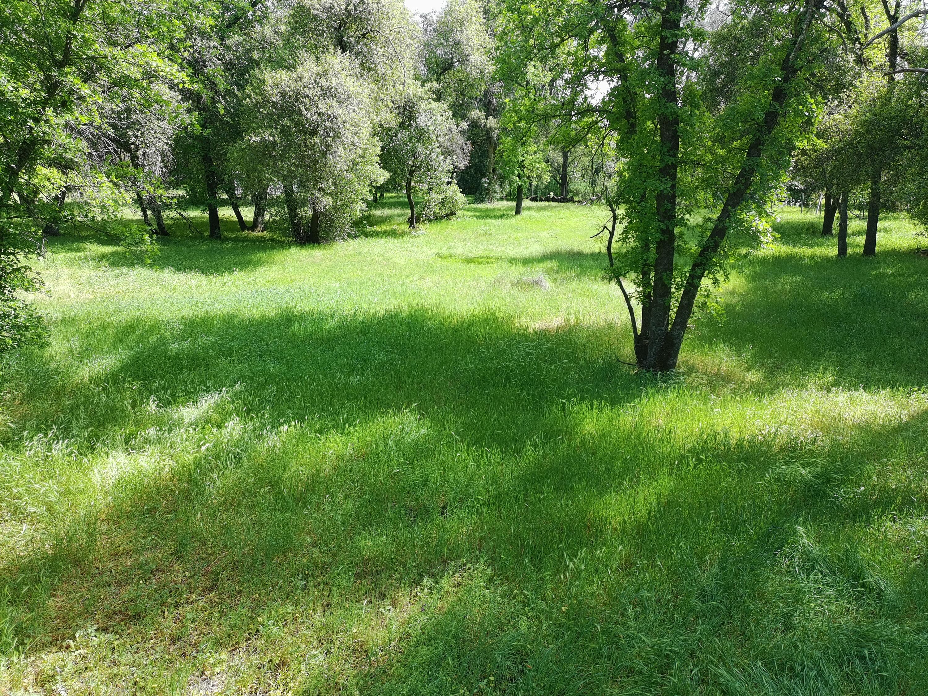 Clough Creek Road Redding, CA 96002 - Photo 19 of 25 PTSC_0143