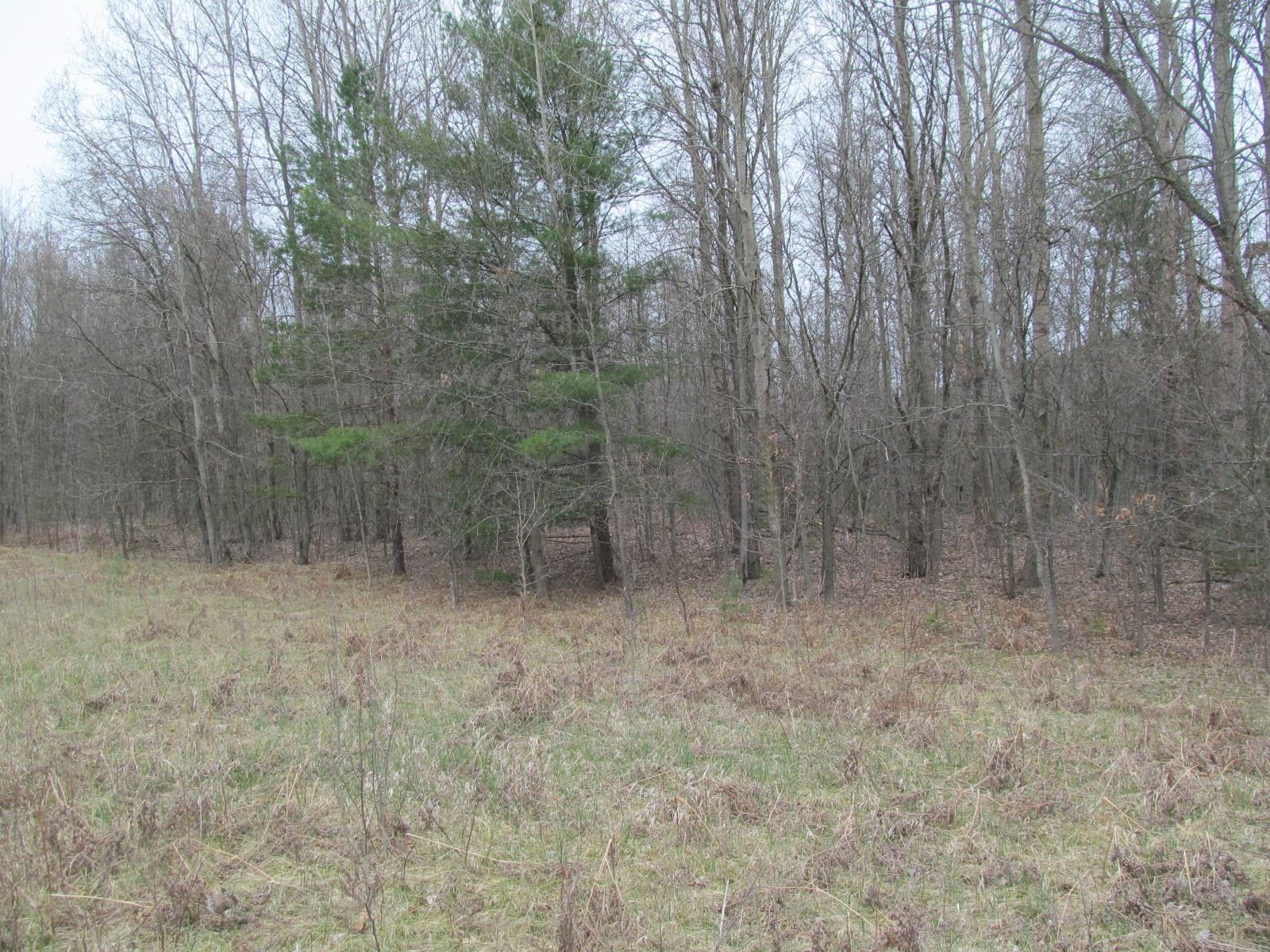 Lot 7 West Blue Road, Unit RIVER WOODS ESTATES #1 LO McBain, MI 49657 - Photo 5 of 6 Gallery Image 5