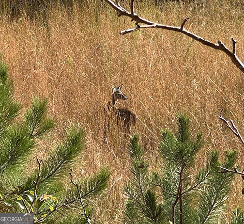 0 Squirrel Hunting Road Morganton, GA 30560 - Photo 6 of 10