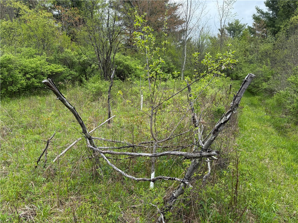 Caswell Road Freeville, NY 13068 - Photo 29 of 47