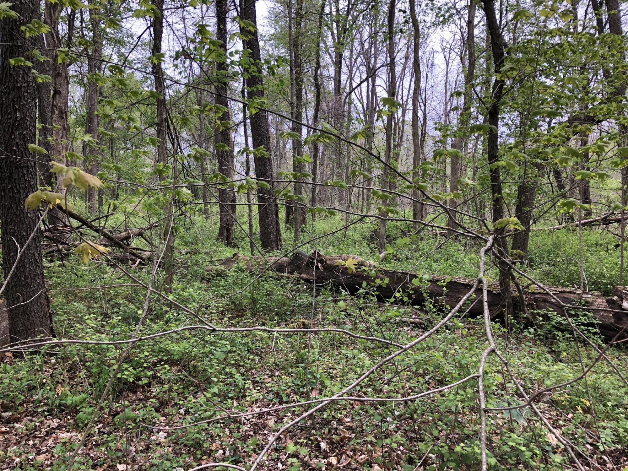 V/l Litchfield Road Quincy, MI 49082 - Photo 3 of 22 8D23A3CF-1AC1-418C-8699-05C5D02E89CF