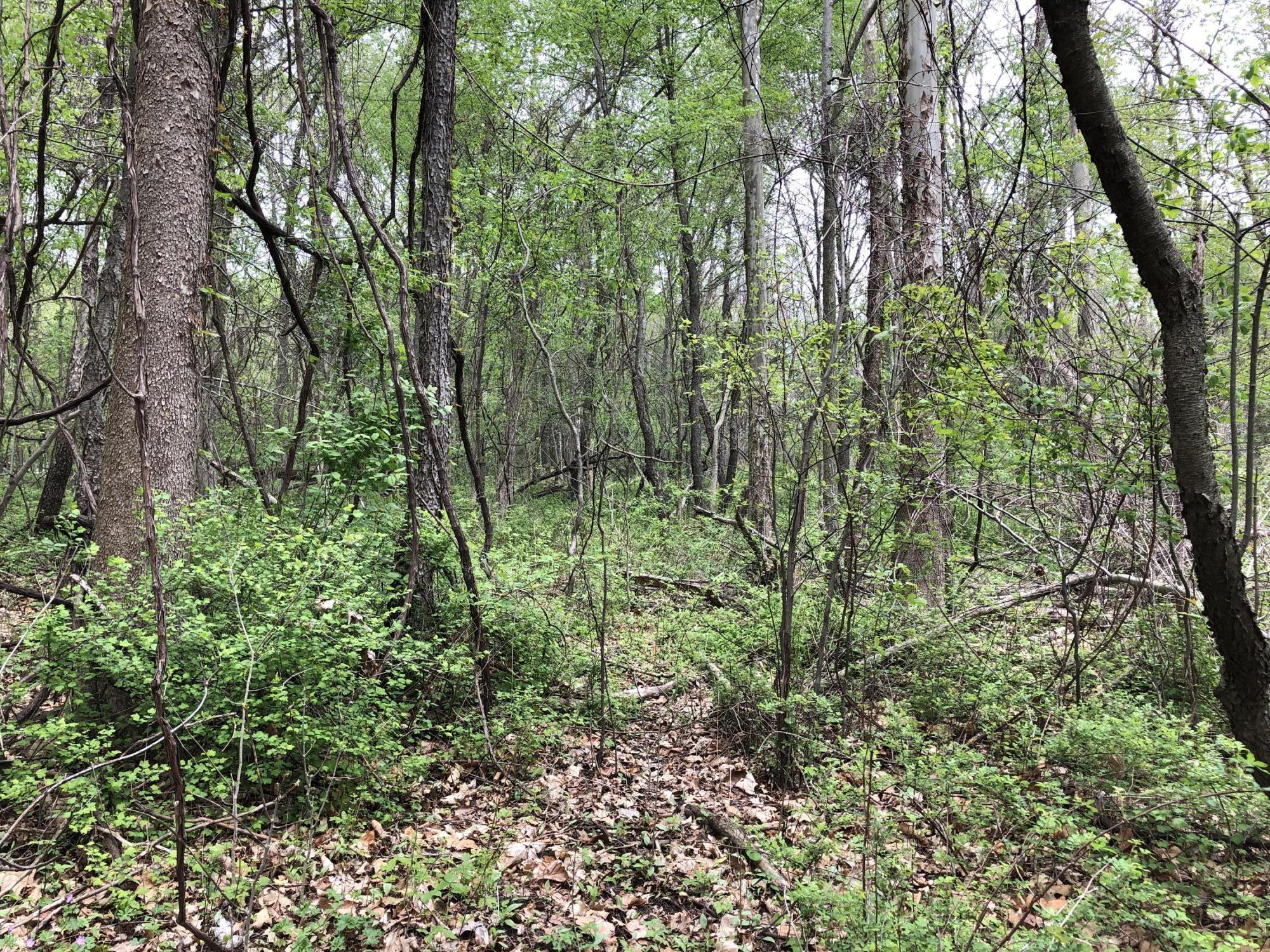 V/l Litchfield Road Quincy, MI 49082 - Photo 4 of 22 B7316316-91D1-470C-A677-50768748BADF