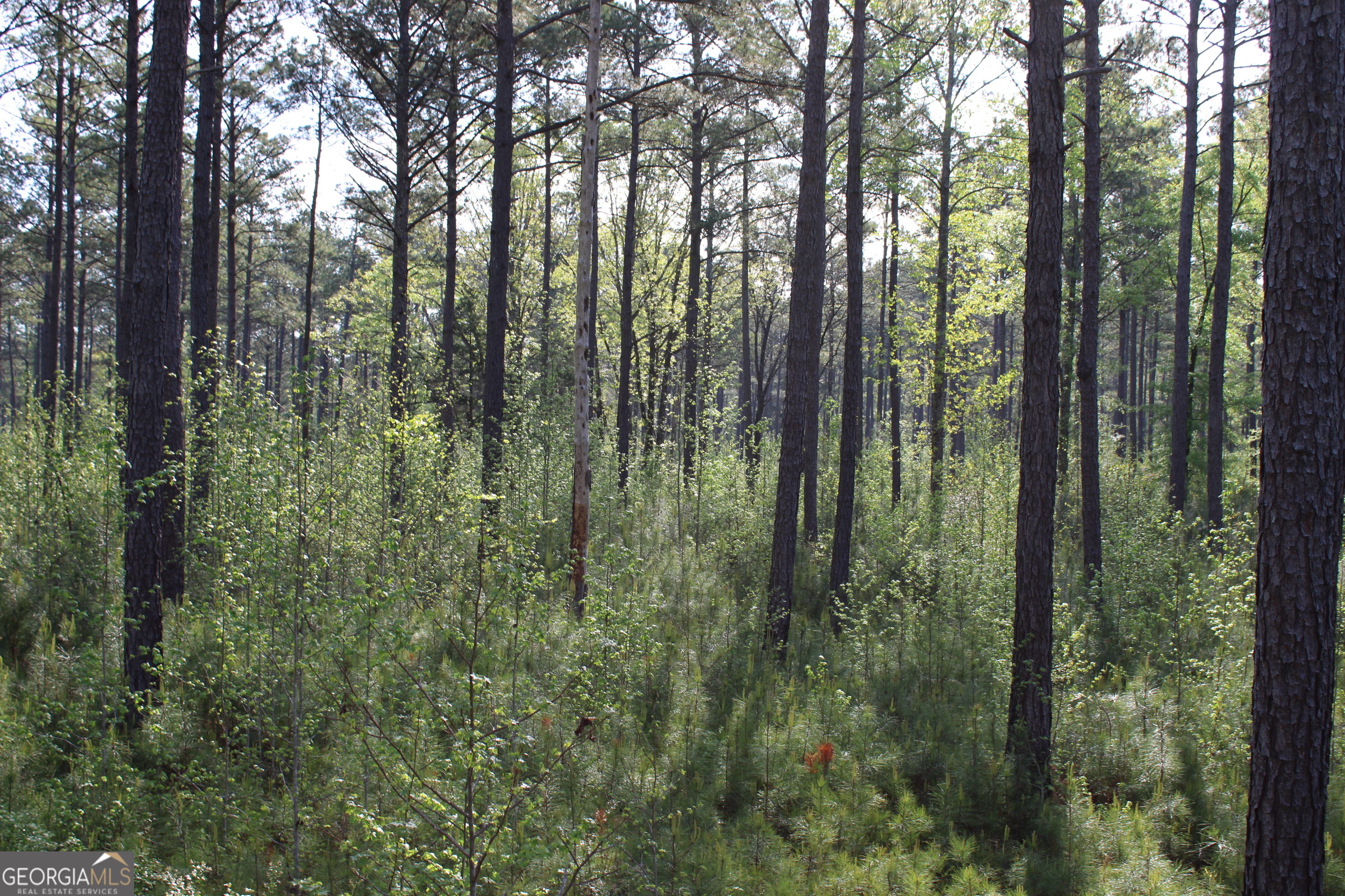 0 Ruffner Road The Rock, GA 30285 - Photo 22 of 51 a view of forest