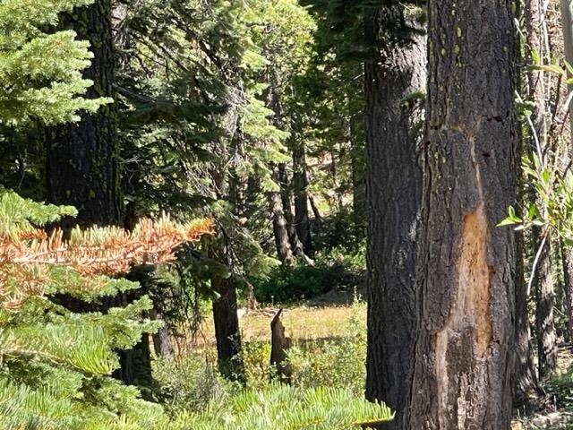 0 Big Creek Road Quincy, CA 95971 - Photo 8 of 19
