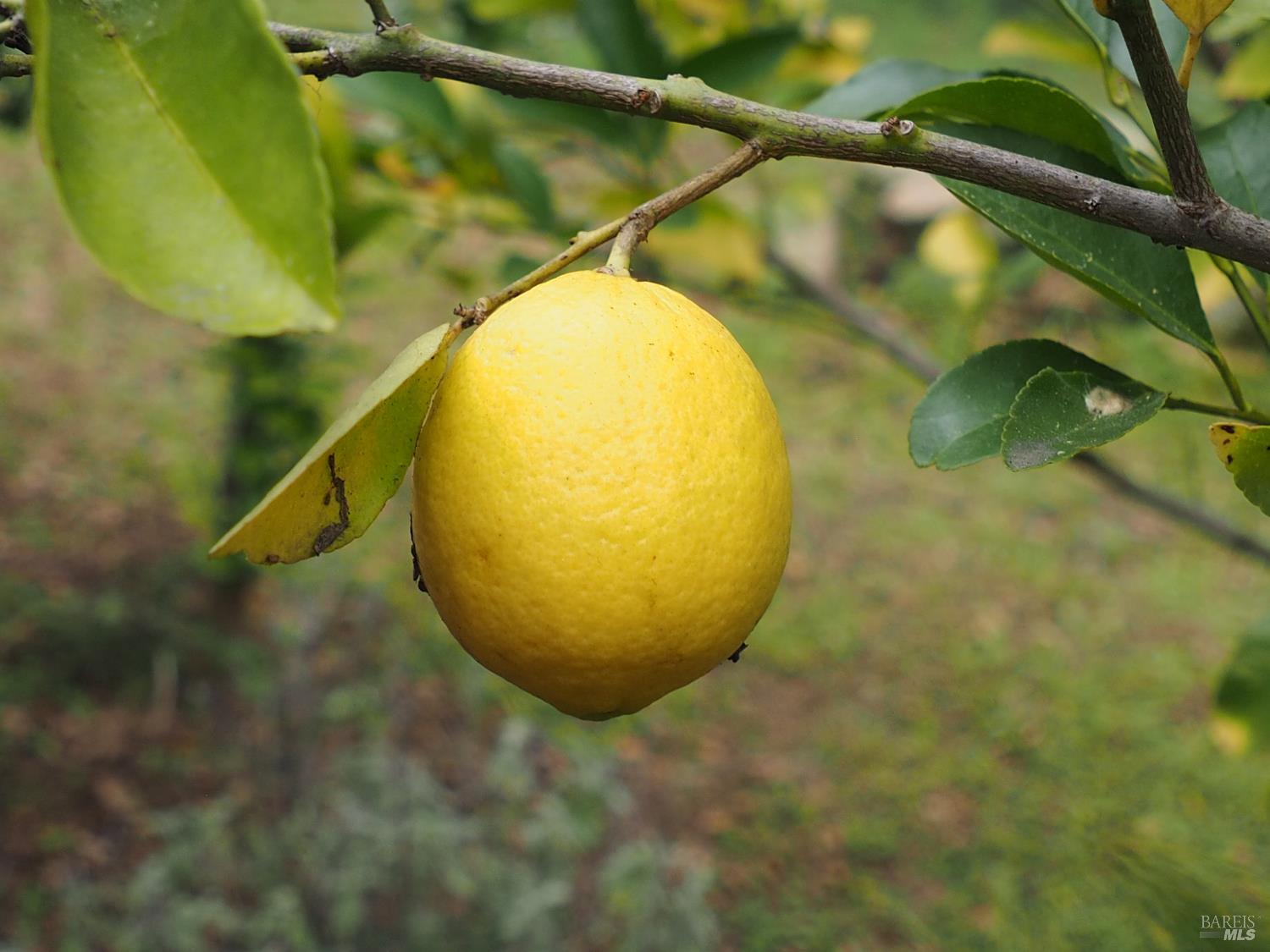 21679 Geyserville Avenue Geyserville, CA 95441 - Photo 50 of 60