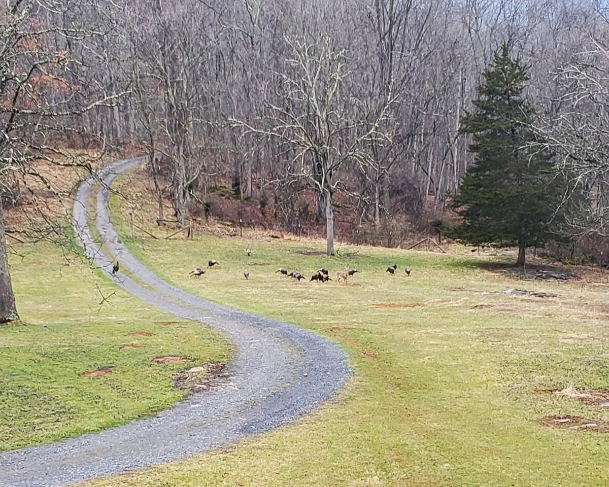 1179 Steels Dam Rd Union Union, WV 24983 - Photo 72 of 78 Gallery Image 72