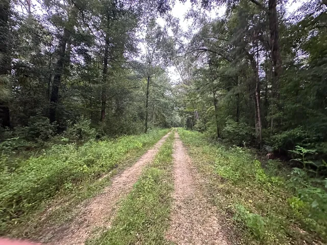 a view of a yard with plants and large trees