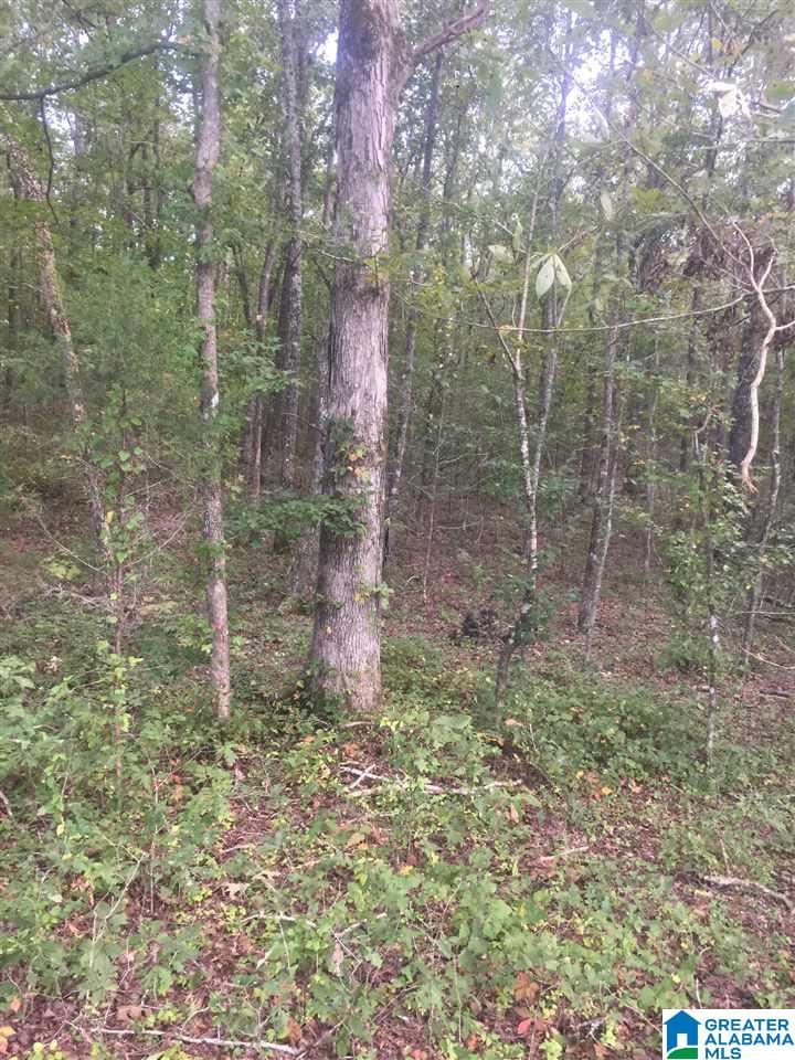 241 Sulphur Springs Road, Unit 9 89 ACRES Lincoln, AL 35096 - Photo 22 of 44