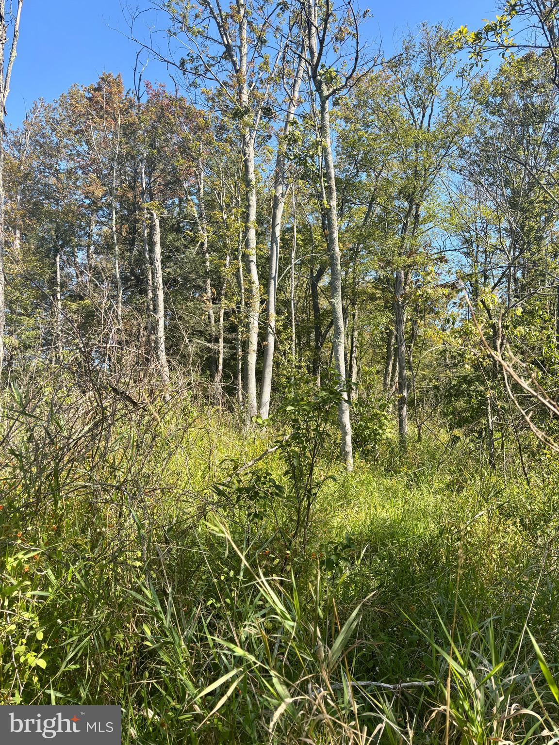 1362 Coleman Station Road Friedens, PA 15541 - Photo 24 of 25 Partially wooded