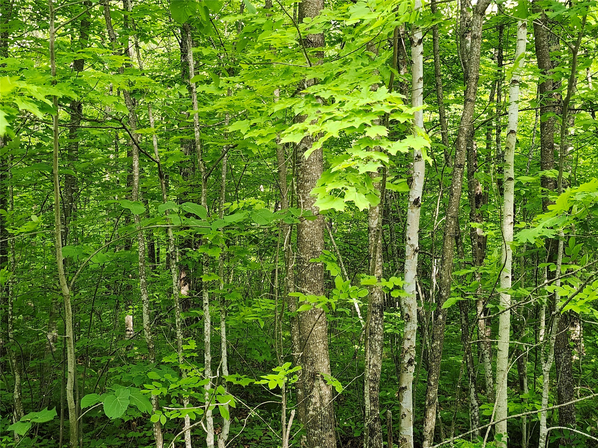 Off Borrie Road Couderay, WI 54828 - Photo 1 of 2