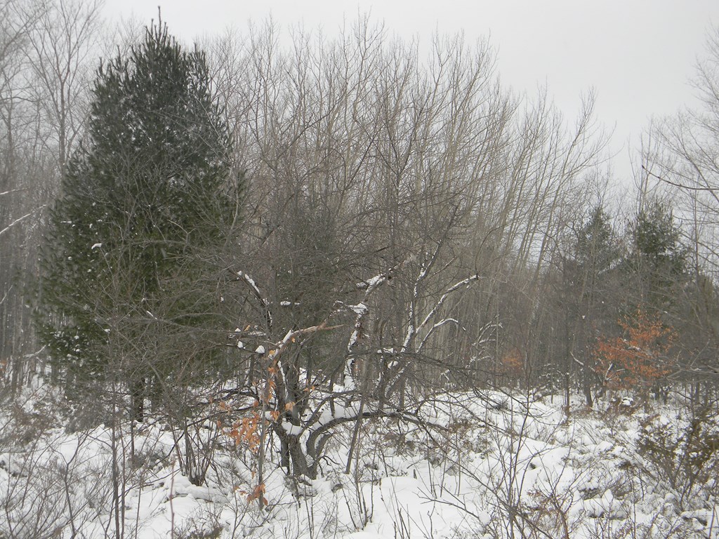 Maple Grove Road Fish Creek, WI 54212 - Photo 12 of 14