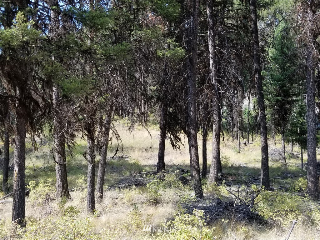 0 Trapline Loop Road Oroville, WA 98844 - Photo 3 of 9