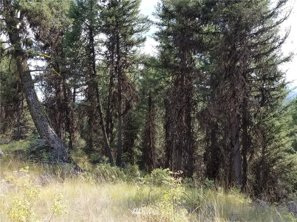 0 Trapline Loop Road Oroville, WA 98844 - Photo 4 of 9