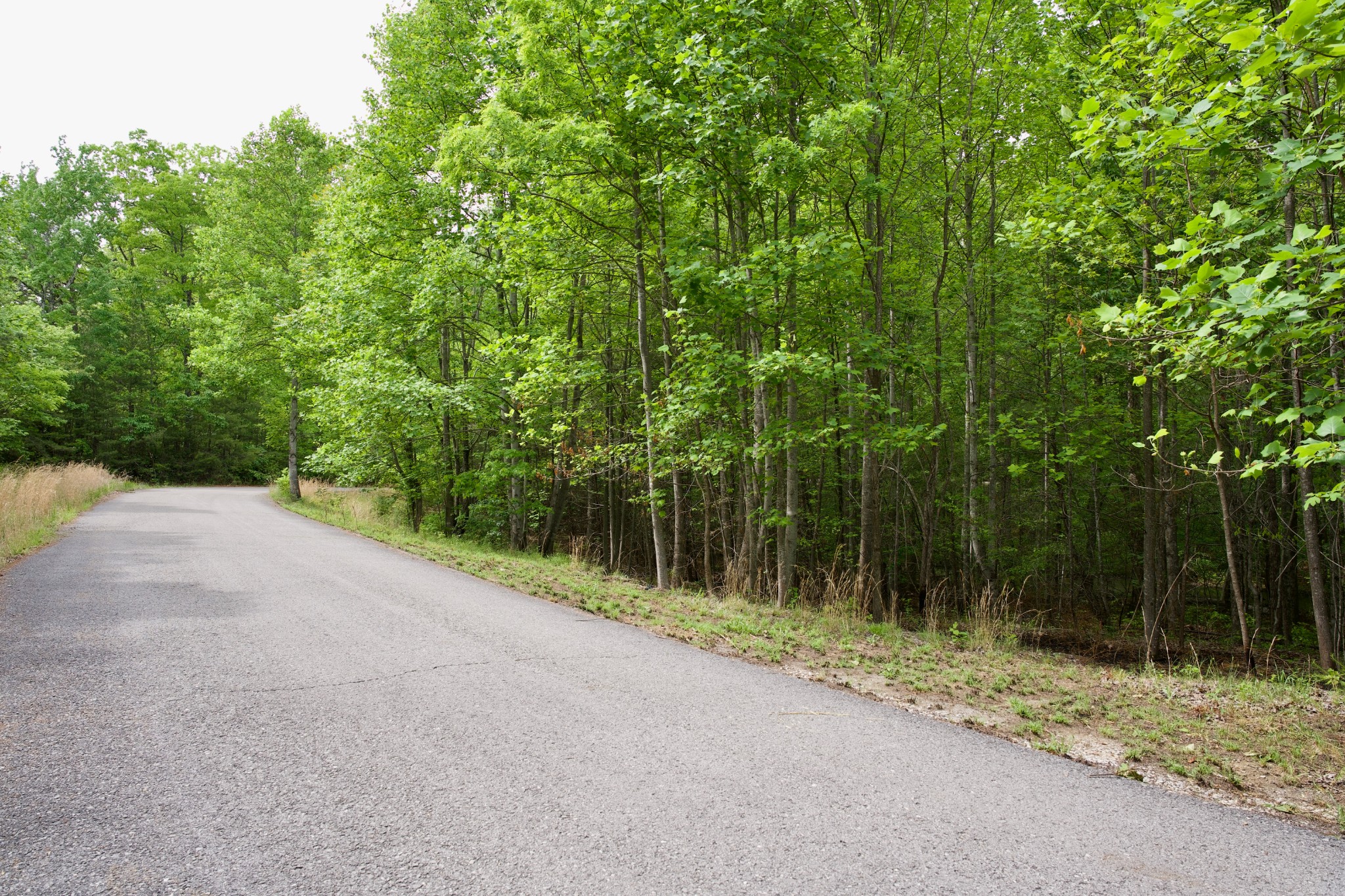 0 Hills Cemetery Road Spencer, TN 38585 - Photo 13 of 19 a view of a yard with a tree