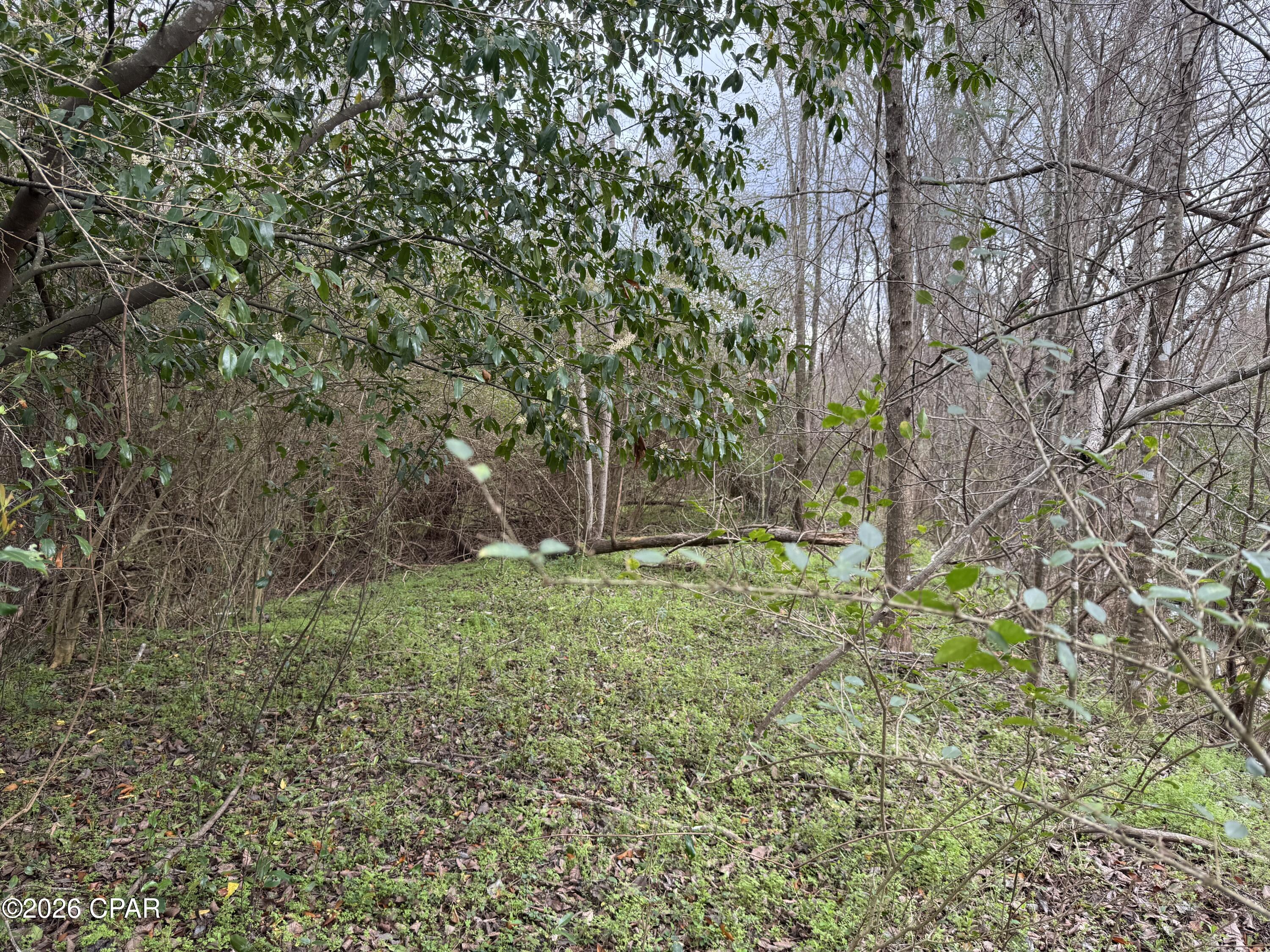 0 Fl-65 Hosford, FL 32334 - Photo 5 of 7